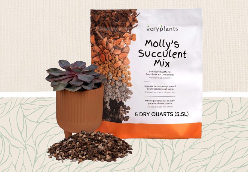 The 5 Best Soil for Succulents Our Editors Recommend