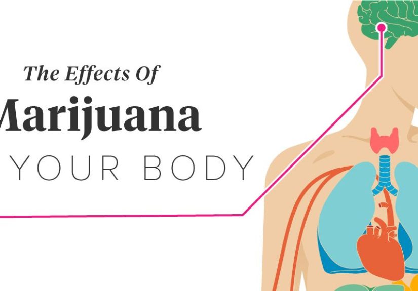 The Effects of Marijuana on Your Body