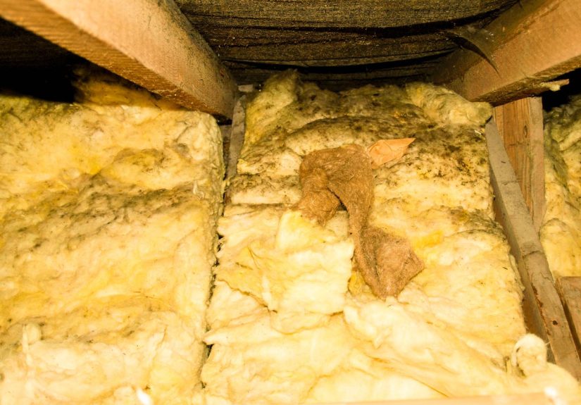 The Signs, Causes, and Solutions for Mold on Insulation