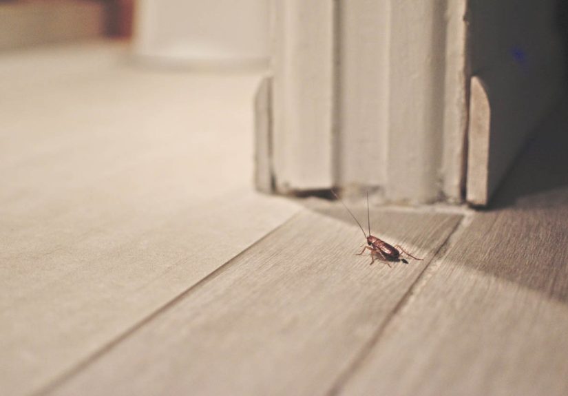 Tiny Brown Bugs in the House: Identification and Removal