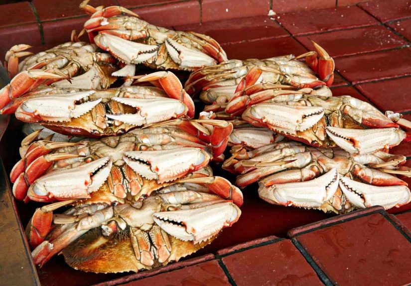 What Is Dungeness Crab?