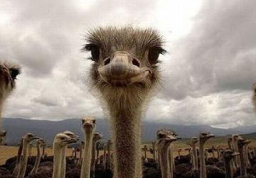 10 Animal Facts That Are Completely Wrong