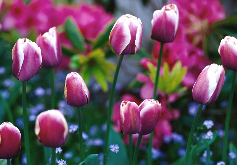 10 Tips for Protecting Tulip Bulbs for the Best Spring Bloom