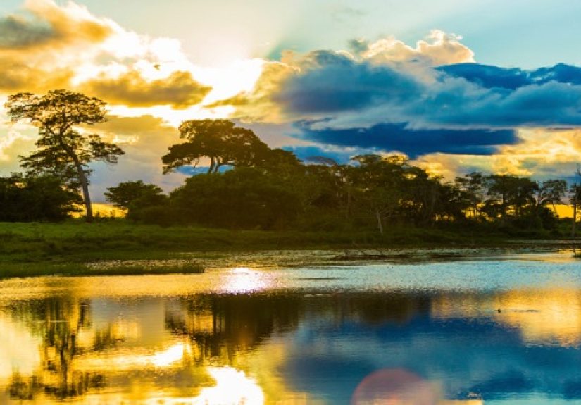 10 Wild Facts About The Amazon Rainforest