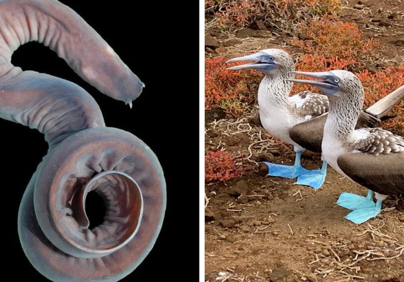 12 Unfiltered Fun Facts About Animals Being Total Weirdos