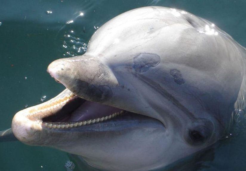 13 Bizarre Jobs Animals Have Actually Been Employed To Do