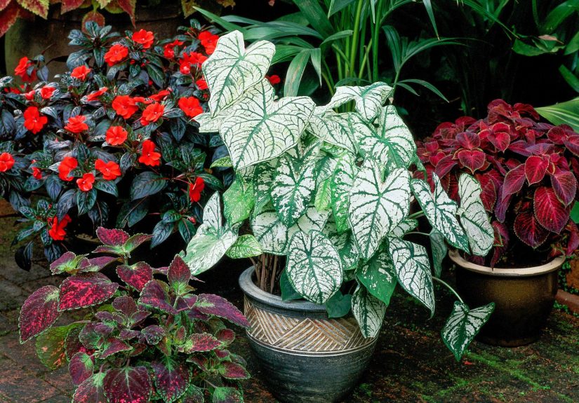 25 Colorful Container Garden Recipes for Shade That Are Easy to Grow