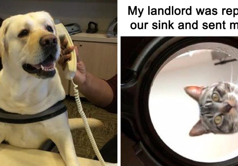30 Cat And Dog Tweets That Really Could Put A Smile On Your Face, As Shared Online