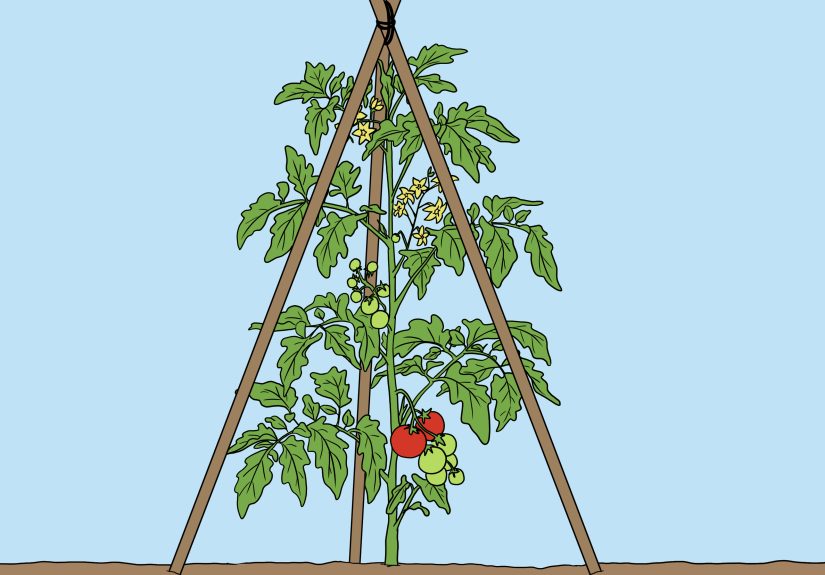 4 Ways to Support Tomato Plants in Pots