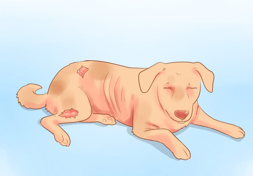 4 Ways to Treat a Dog Naturally for Valley Fever