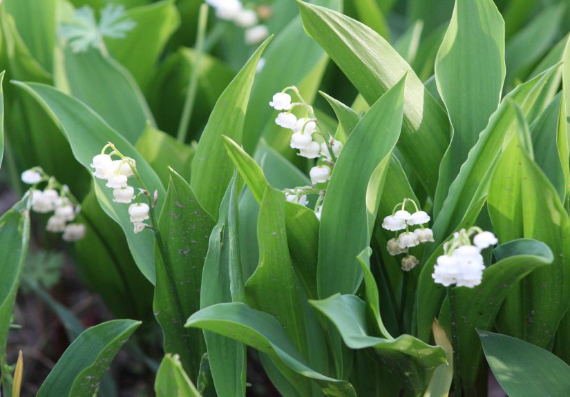 7 Plants in Your Garden That Are Actually Weeds