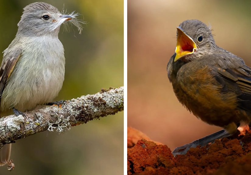 A Colorful Journey Through Brazil’s Birdlife In 60 Stunning Photos