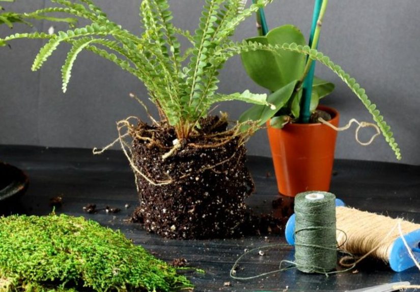 A Little Eye Candy for Your Window