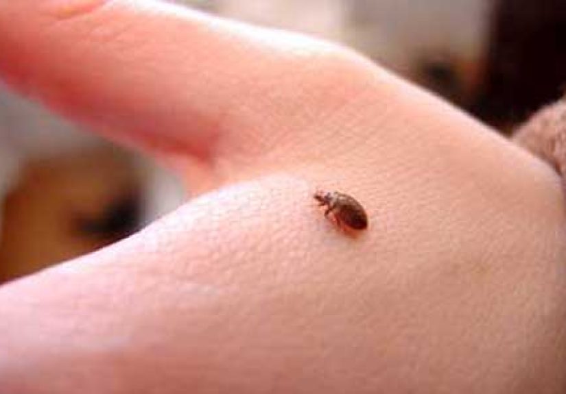 Bedbug Battlers Checklist