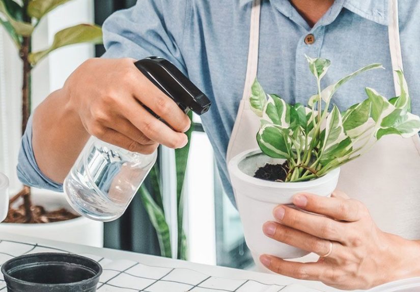 Caring for Houseplants