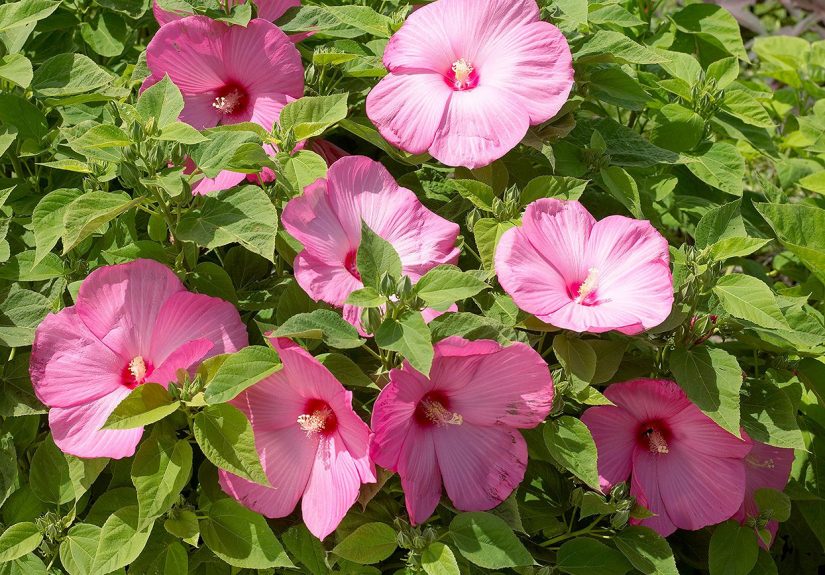 Do Hibiscus Plants Come Back Every Year? Yes, Some Types Do
