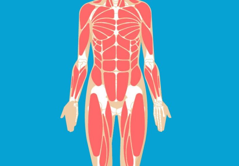 Gastrocnemius Muscle Origin, Function & Anatomy