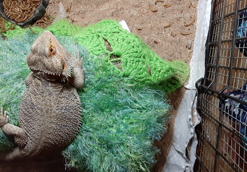 Hey Pandas, Post A Weird Thing About Your Pet