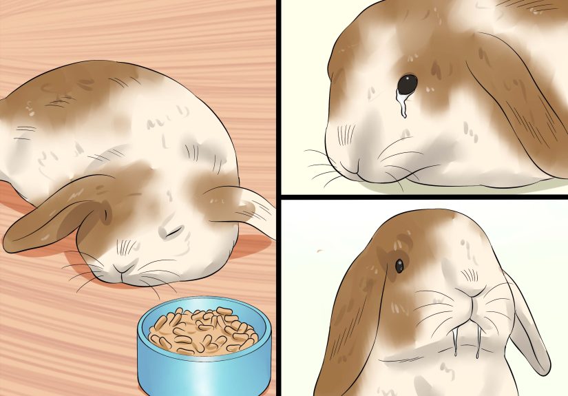 How to Care for Holland Lop Rabbits