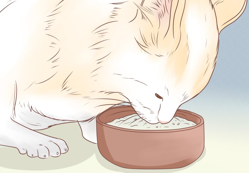 How to Clear Respiratory Foreign Bodies from a Cat: 12 Steps