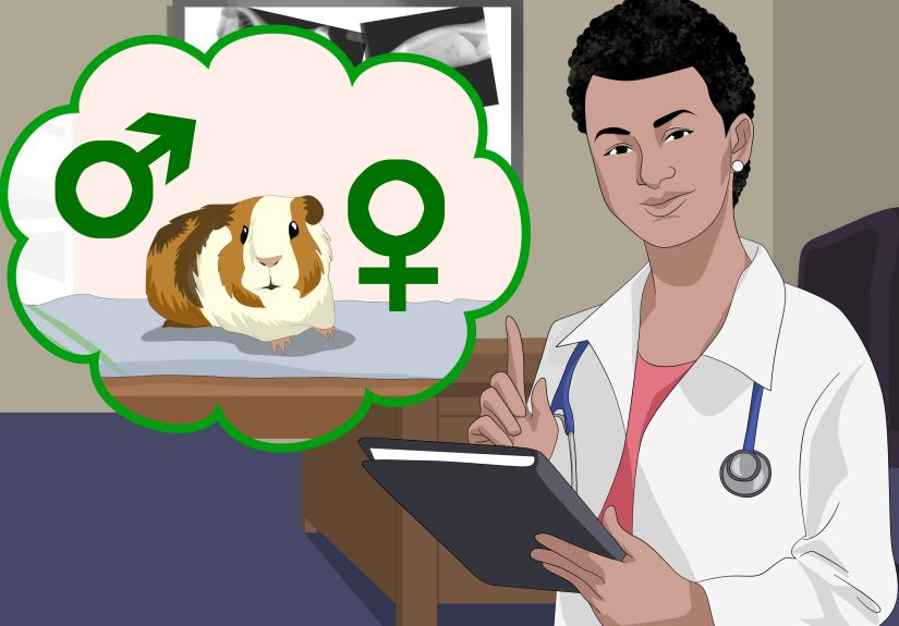 How to Determine the Sex of a Guinea Pig in 7 Steps
