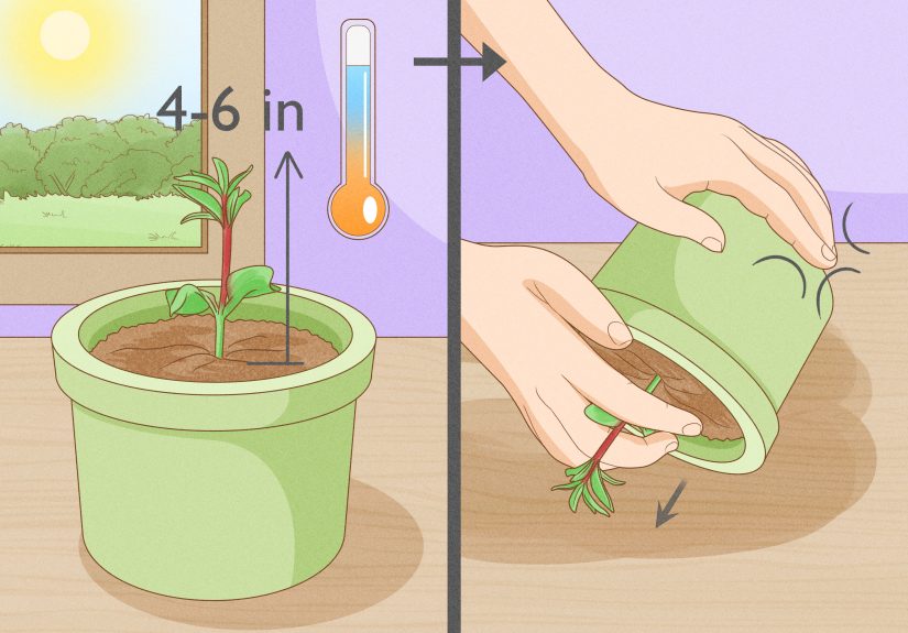 How to Germinate Pomegranate Seeds: A Step-By-Step Guide