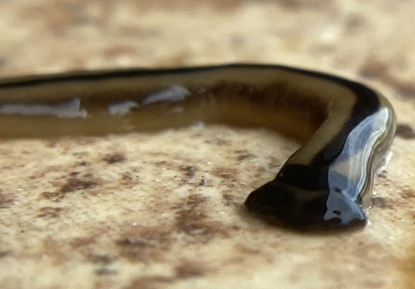 How to Get Rid of Hammerhead Worms in Your Garden