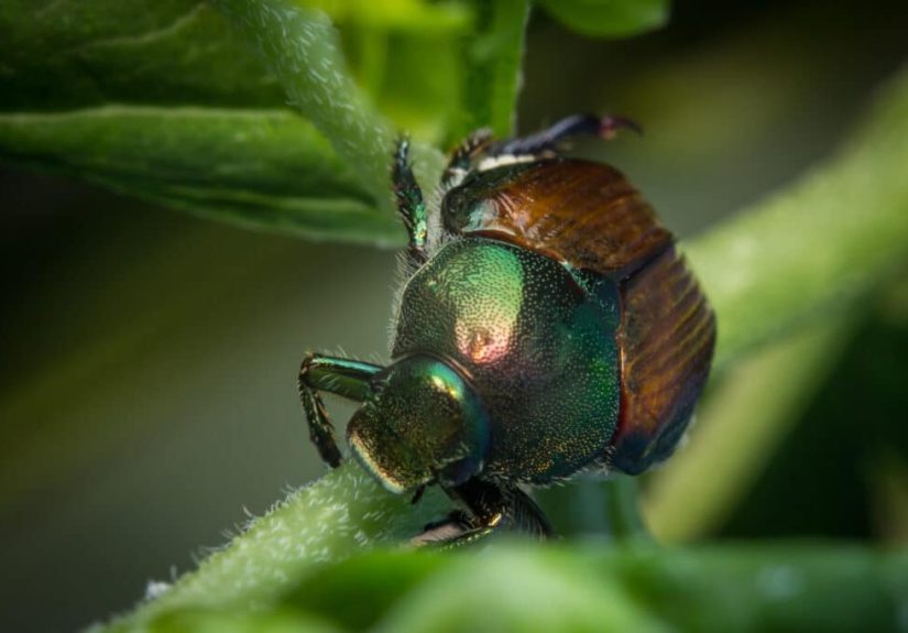 How To Get Rid of Japanese Beetles
