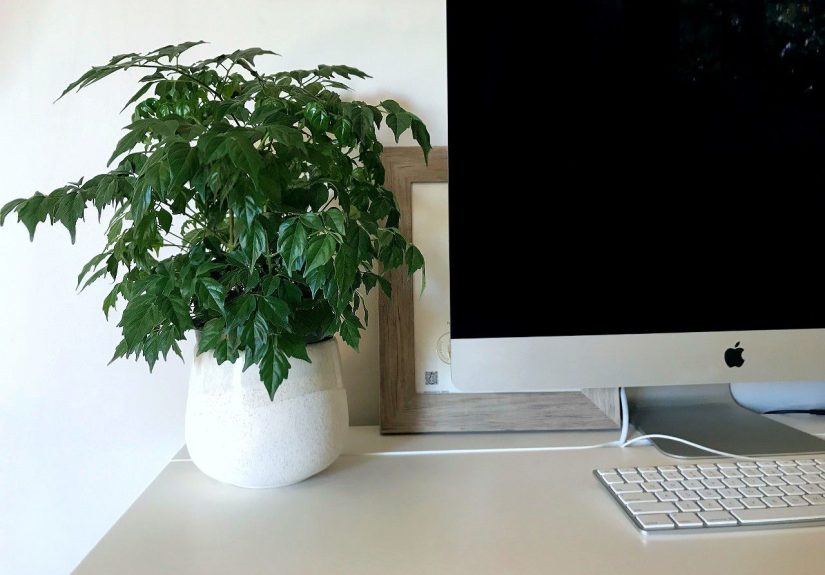 How to Grow and Care for China Doll Plant Indoors