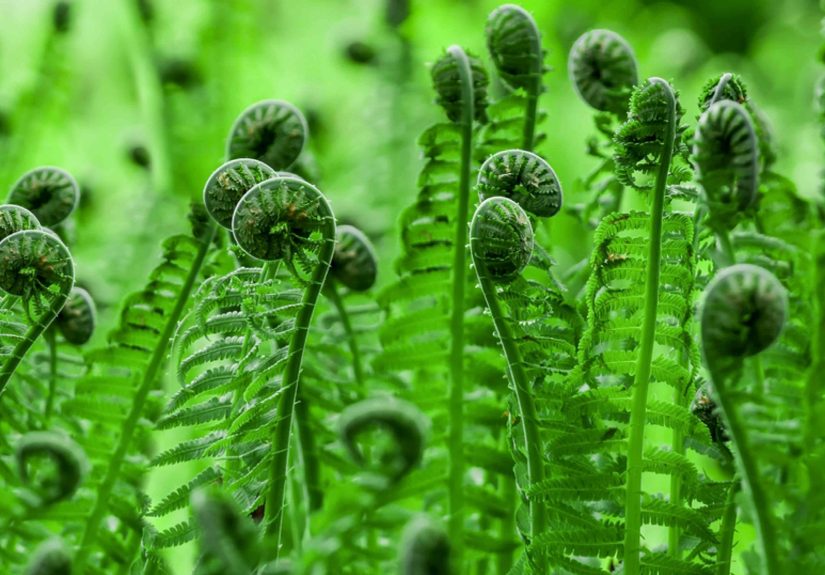 How to Grow & Care for Fiddlehead Ferns (Ostrich Fern)