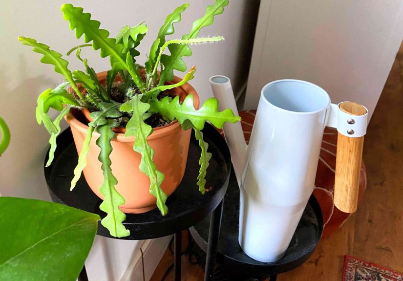 How to Grow & Care for Fishbone Cactus