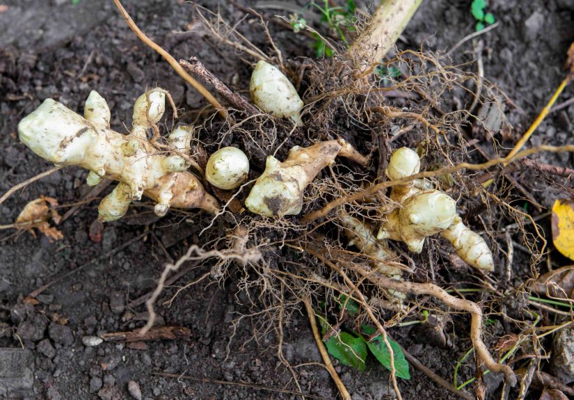 How to Grow Jerusalem Artichokes (Sunchokes)