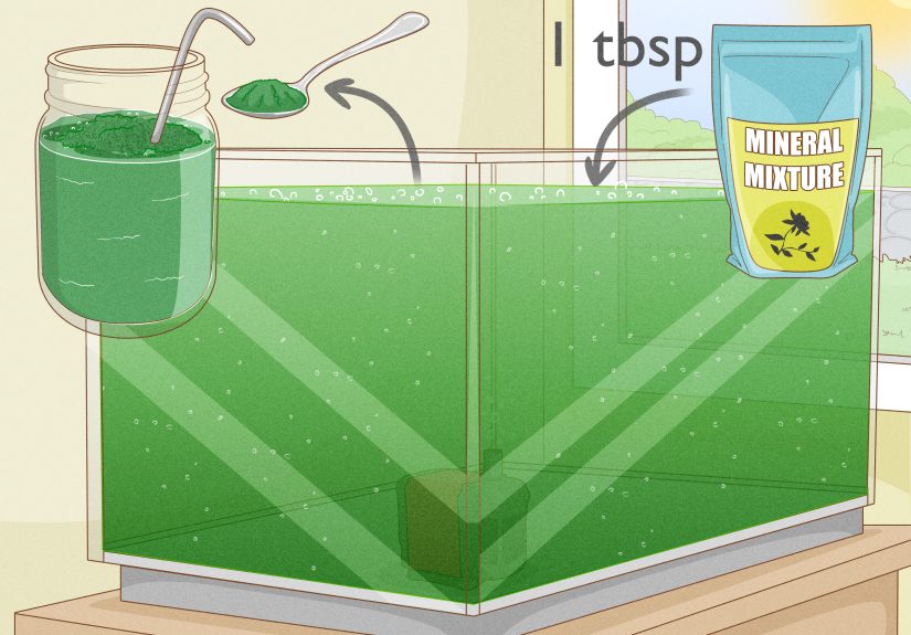 How to Grow Spirulina at Home: Care and Harvesting Tips