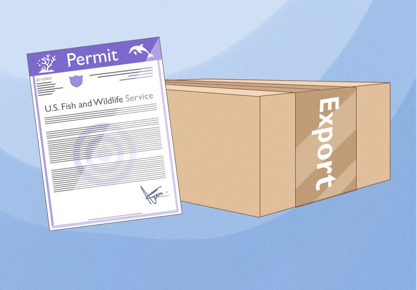 How to Hunt for Wild Ginseng: 11 Steps