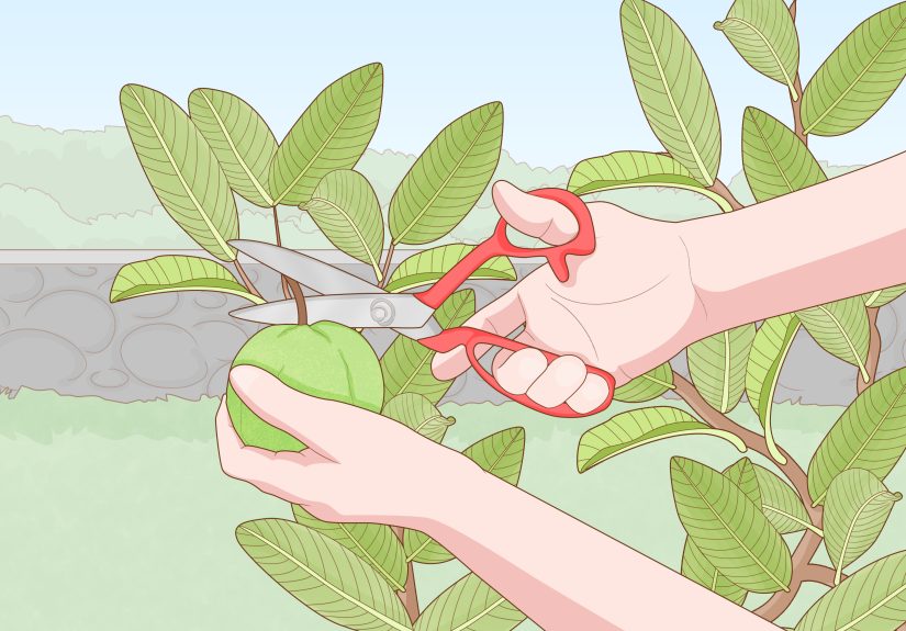 How to Plant Guava Trees: Your Ultimate Care Guide