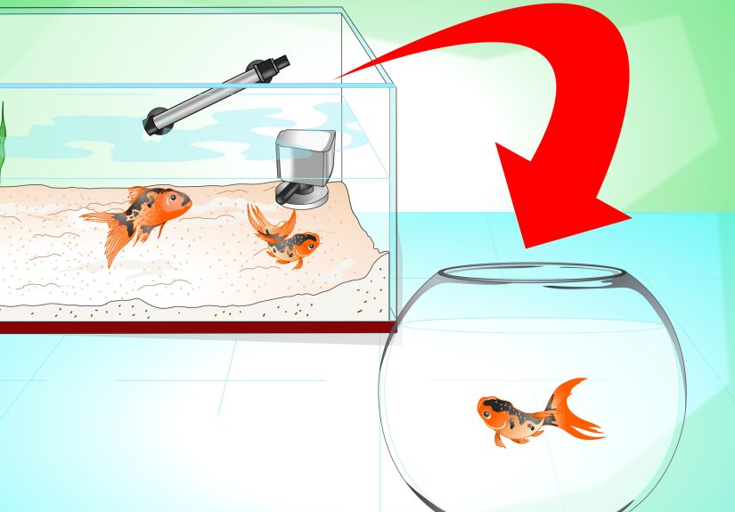 How to Save a Dying Goldfish
