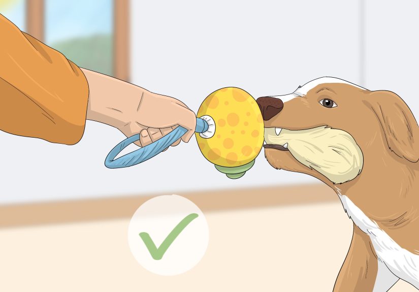 How to Stop Your Dog from Biting Other People: 12 Steps