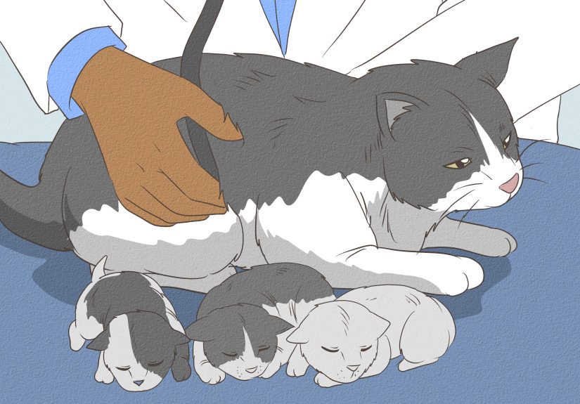 How to Take Care of Nursing Cats: Feeding, Weaning & More