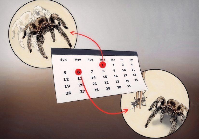 How to Tell If Your Tarantula Is Molting: 5 Signs