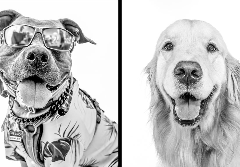 I Love To Photograph Dogs In Black And White, And Here Are My 18 Best Shots