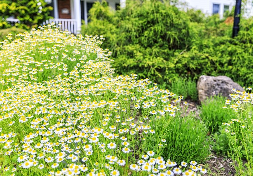 Important Things to Know About Chamomile Lawns - Bob Vila