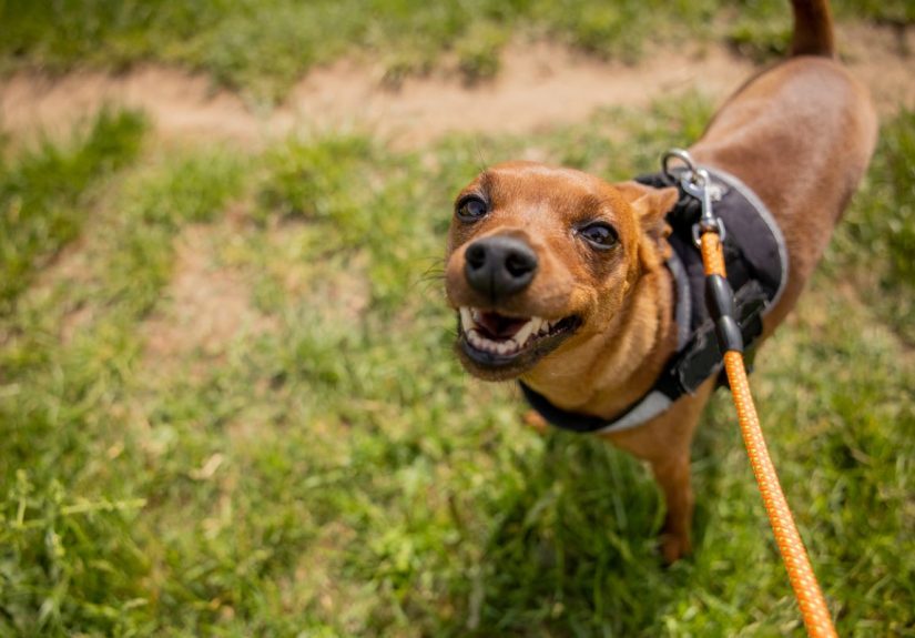 Is Dog Pee Killing Grass in Your Yard? Here’s How to Fix It