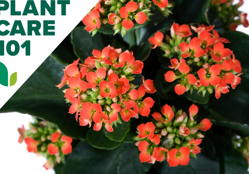 Kalanchoe Plant Care 101 - Bob Vila