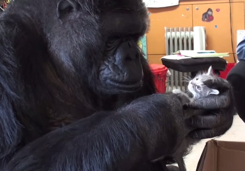 Koko The Gorilla Adopts 2 Baby Kittens After Being Unable To Have Her Own Kids