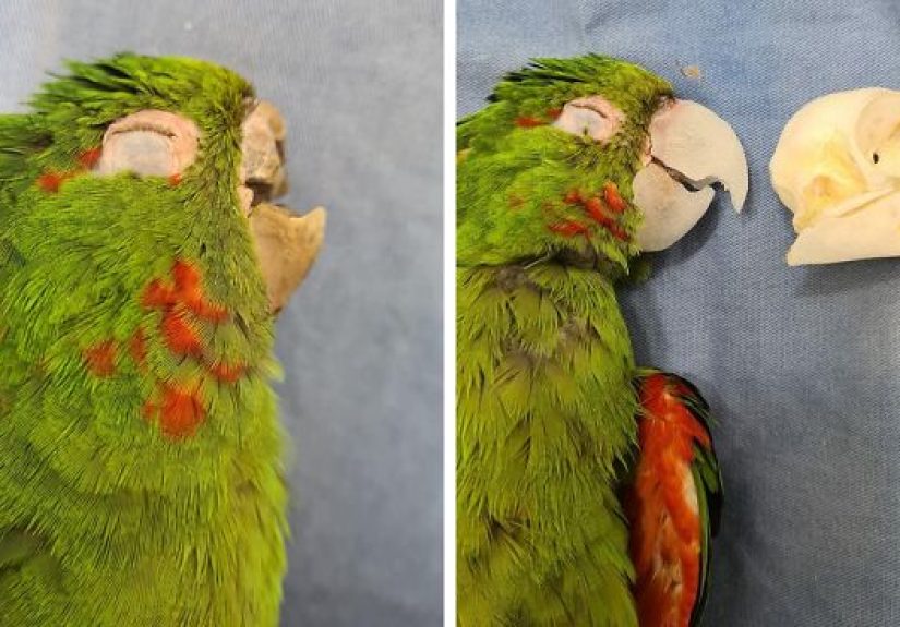Parrot Gets A Brand New Beak After Being Rescued In A Horrible Condition