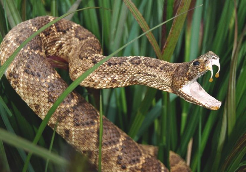 Rattlesnake Bite: Symptoms, Treatment, and Recovery Timeline