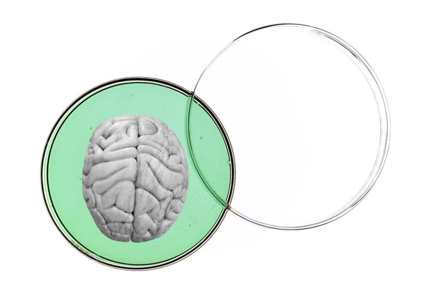 Scientists Grew a Tiny Brain That Fires Like a 40-Day-Old Fetus