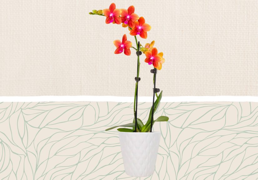 The 11 Best Places to Buy Houseplants Online