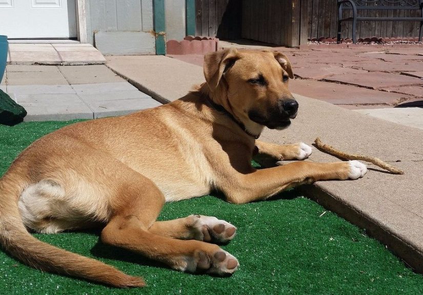 The Awesome Puppy Patio Your Dog NEEDS