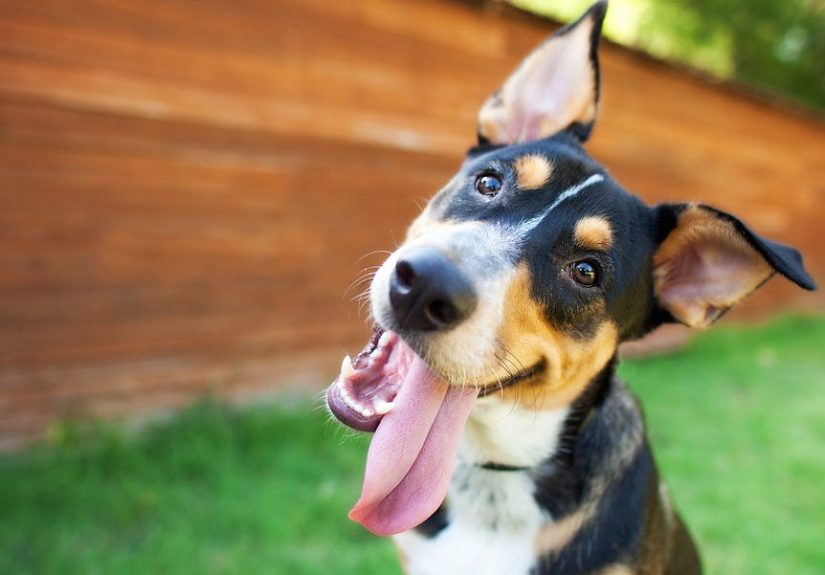 The Best Unique Boy Dog Names Perfect For Your New Pup
